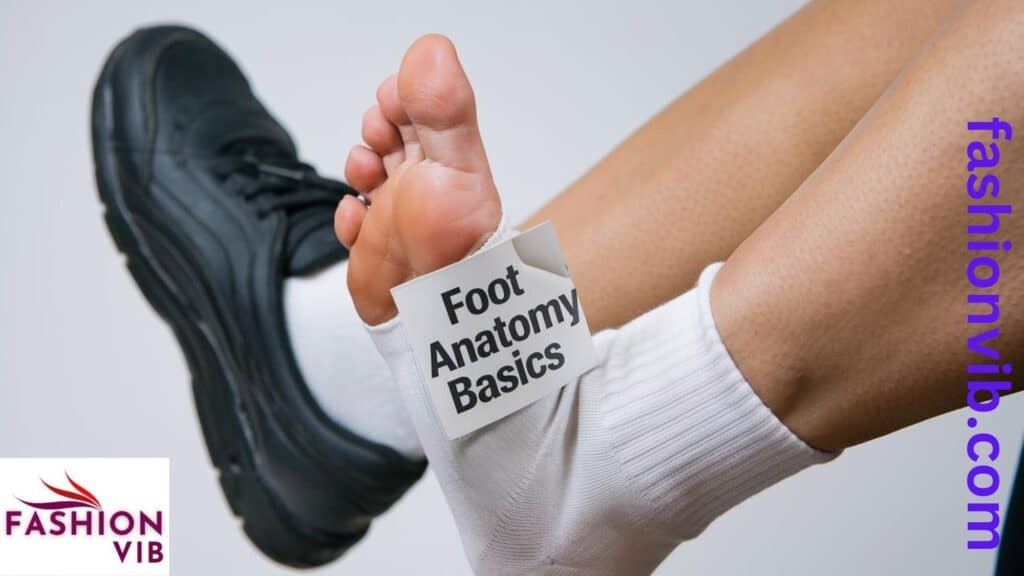 Foot Anatomy Basics